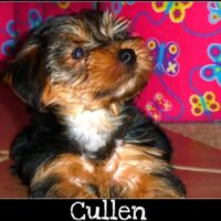 Cullen3-09-1