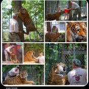 Tiger Collage TidyMom
