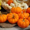 mini pumpkins
