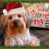 Cullen's First ChristmasChristmas