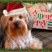 Cullen's First ChristmasChristmas