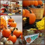 Pumpkin Pandemonium Pumpkin Pandemonium
