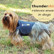 Thundershirt for dog anxiety at TidyMom.net