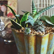 Decorating with Succulents at TidyMom.net