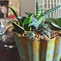 Decorating with Succulents at TidyMom.net