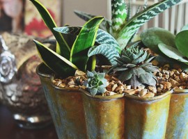 Decorating with Succulents at TidyMom.net