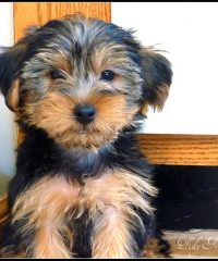 Cullen at 9 weeks old. He's a "full size" yorkie and should grow to be about 10-12 pounds
