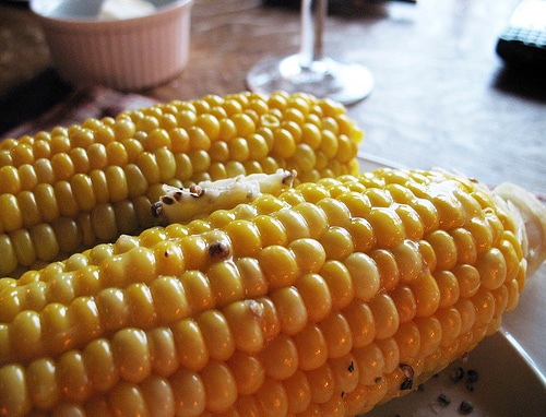 it’s corn on the cob season! {how to cook in the microwave}