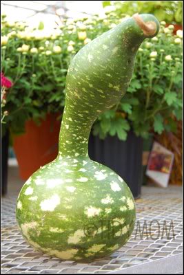 odd shape gourd