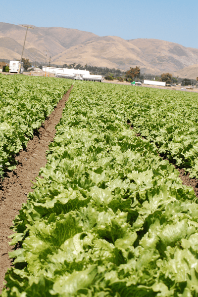 Dole Salad Field Dole Salad Field
