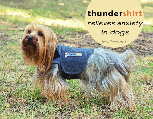 Thundershirt for dog anxiety at TidyMom.net