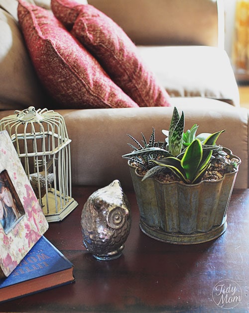 Decorating with Succulents TidyMom