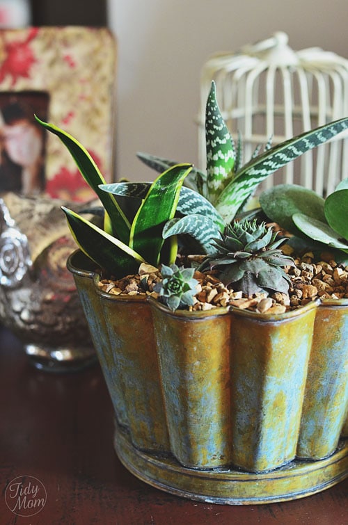 Decorating with Succulents at TidyMom