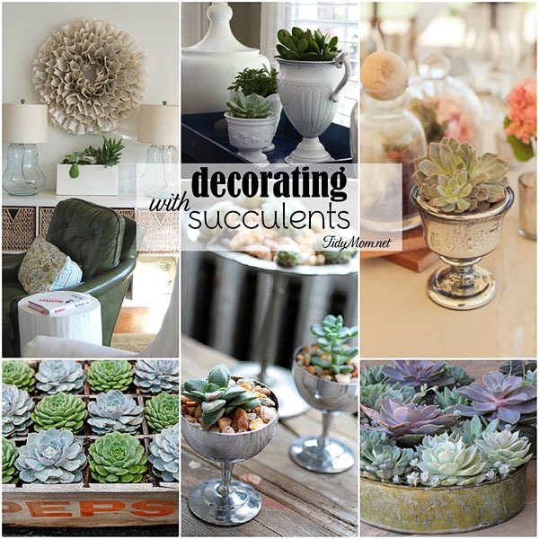 Decorating with Succulents indoors