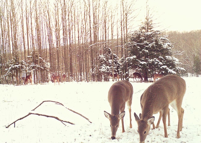 Deer in Snow in Missouri 2012 at TidyMom.net