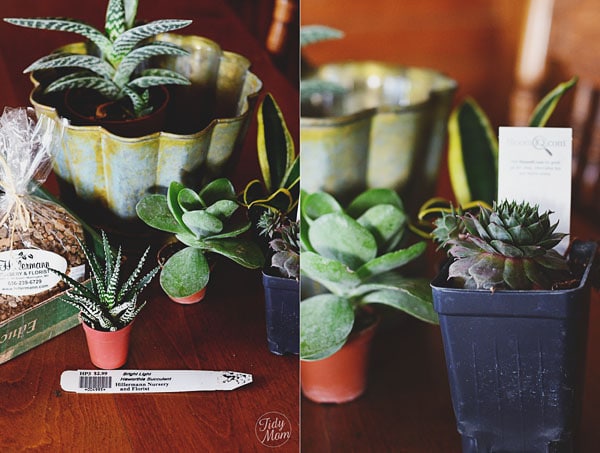 decorating with succulents