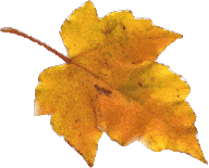 fall leaf