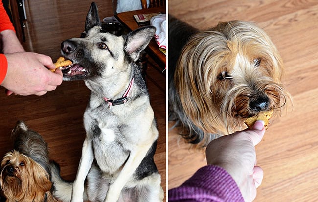 Dogs Love Homemade Treats