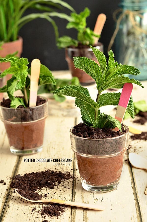 Potted Chocolate Cheesecake {no bake} perfect for Mothers Day, bridal shower or spring/summer soiree. recipe at TidyMom.net