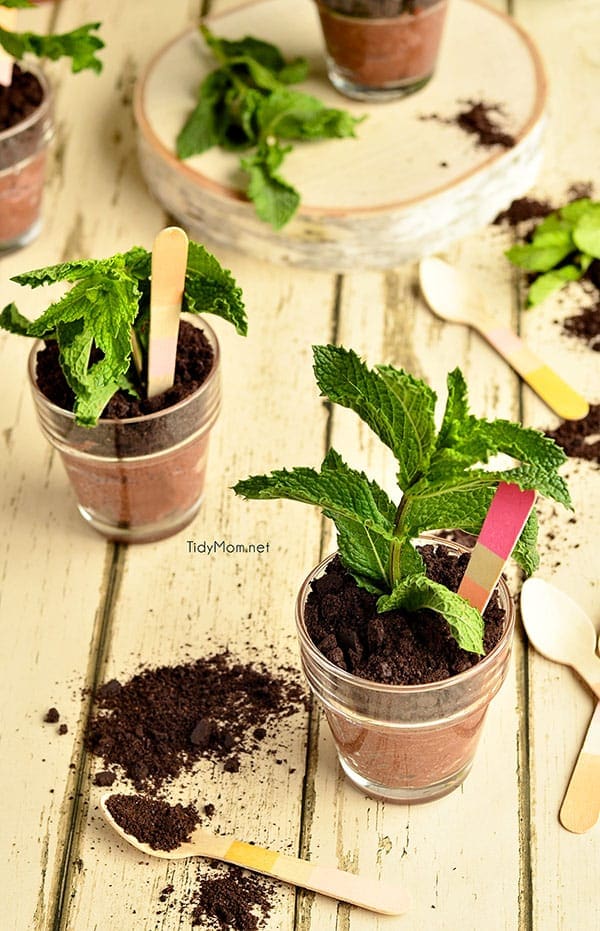 Potted Chocolate Cheesecakes {no bake} perfect for Mother's Day, bridal shower or spring/summer soiree. recipe at TidyMom.net