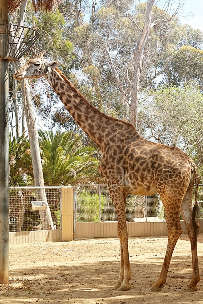 San Diego Zoo giraffe