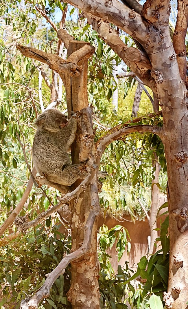 San Diego Zoo koala