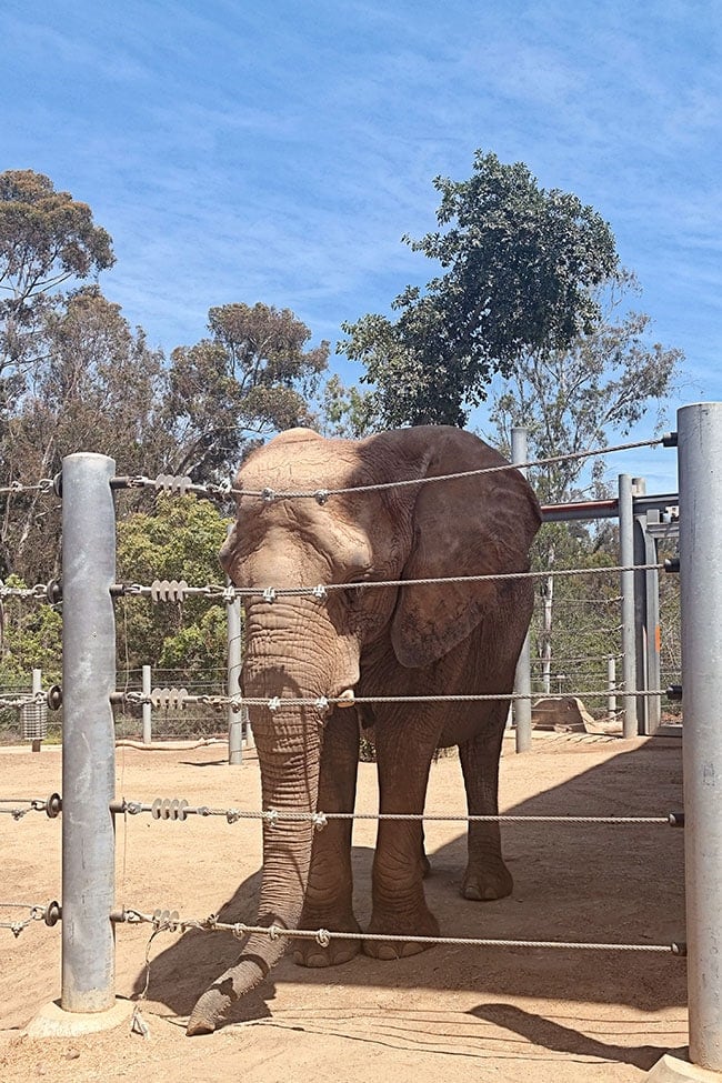 San Diego Zoo elephant