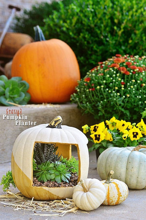 Easy Gold Succulent Pumpkin planter tutorial at TidyMom.net