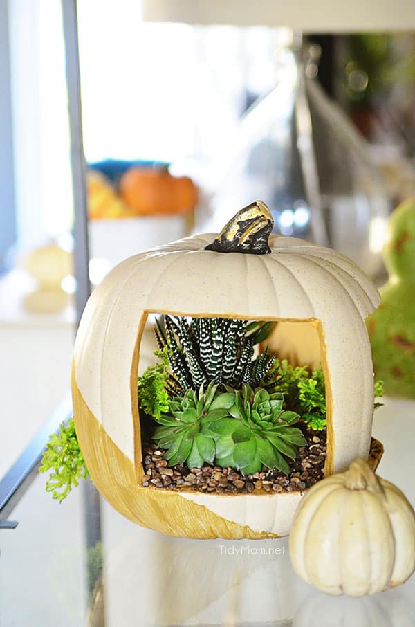 Easy & Elegant Succulent Pumpkin planter tutorial at TidyMom.net