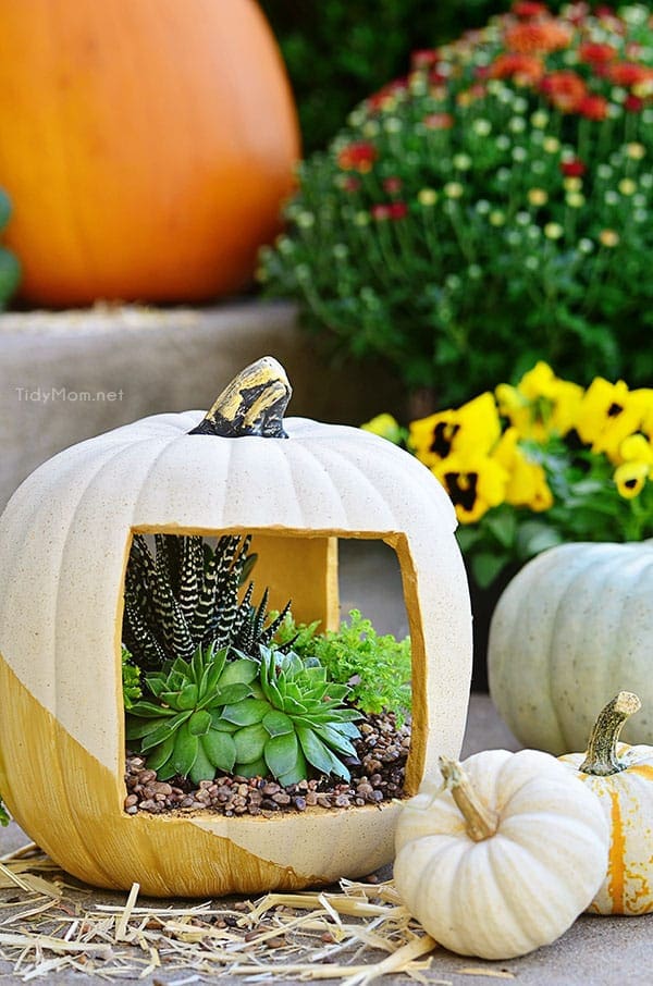 Gold Succulent Pumpkin planter filled with succulents at TidyMom.net