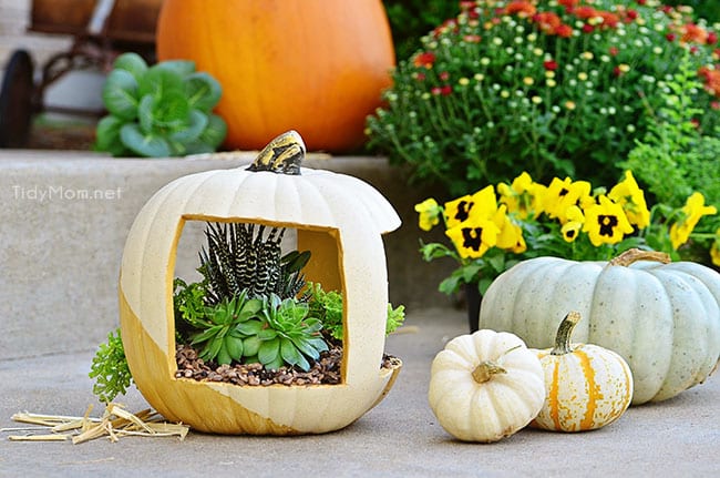 Gold Succulent Pumpkin planter at TidyMom.net