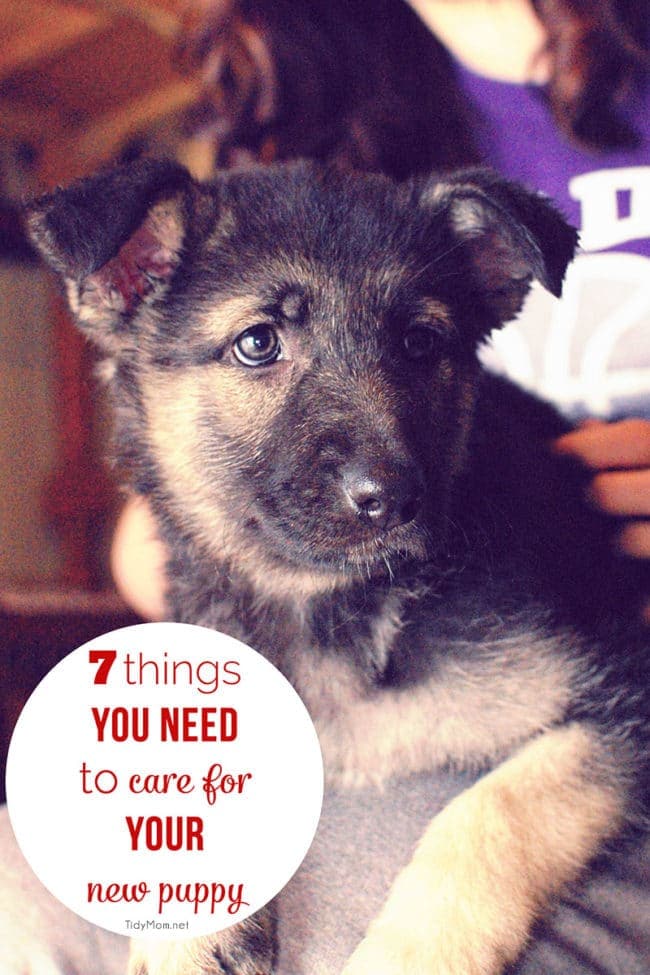 7 Things You Need to Care for Your New Puppy