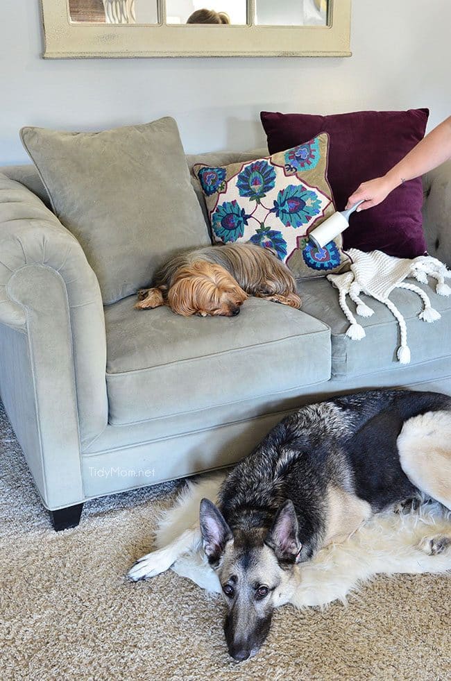 Use a lint roller to clean dog hair off your furniture. TidyMom.net