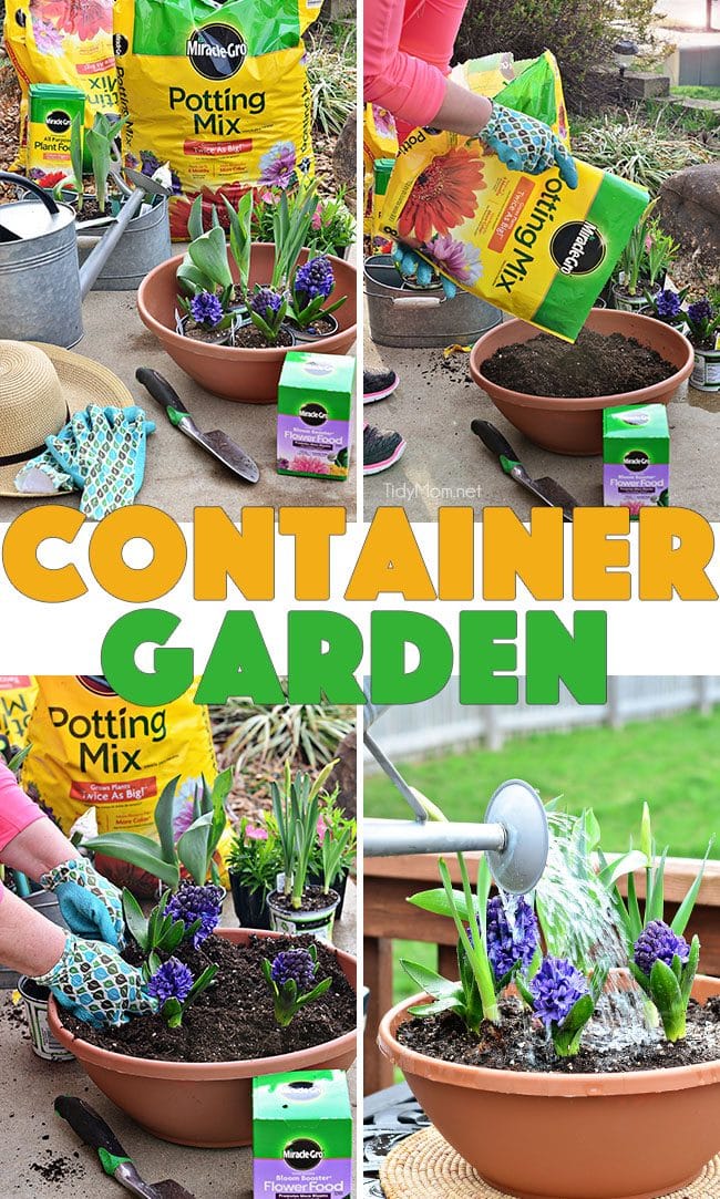Container Garden: Planing flowers with Miracle Gro. Yellow Daffodils, Blue Hyacinths and Yellow Tulips