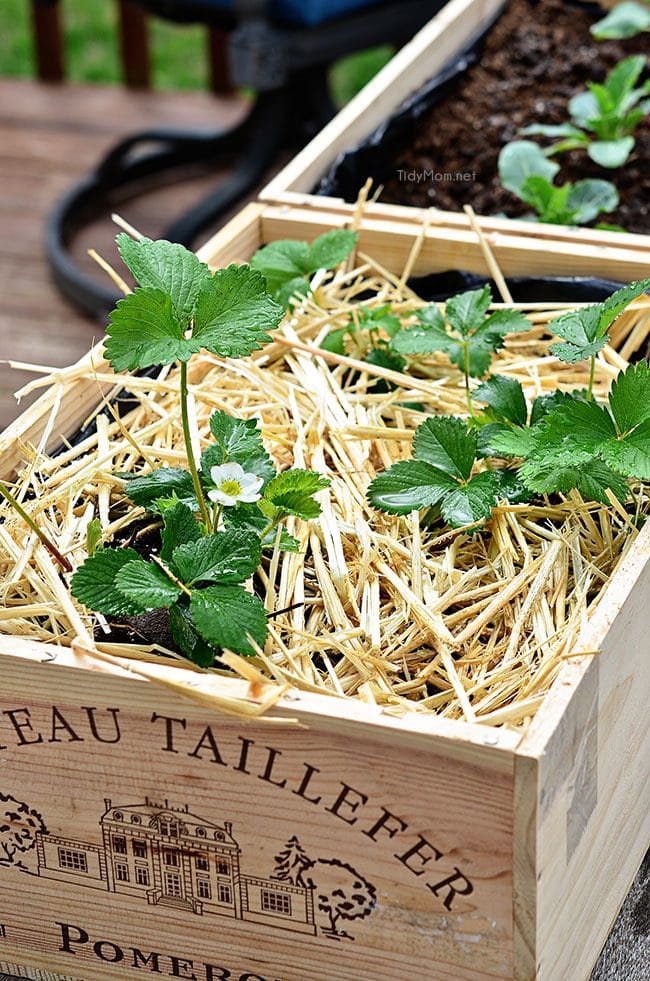 Vegetables, herbs and flowers can thrive in wine boxes—or in other crates. Wine box planters are great for small space gardens. Get step-by-step tutorial for a wine crate garden at TidyMom.net