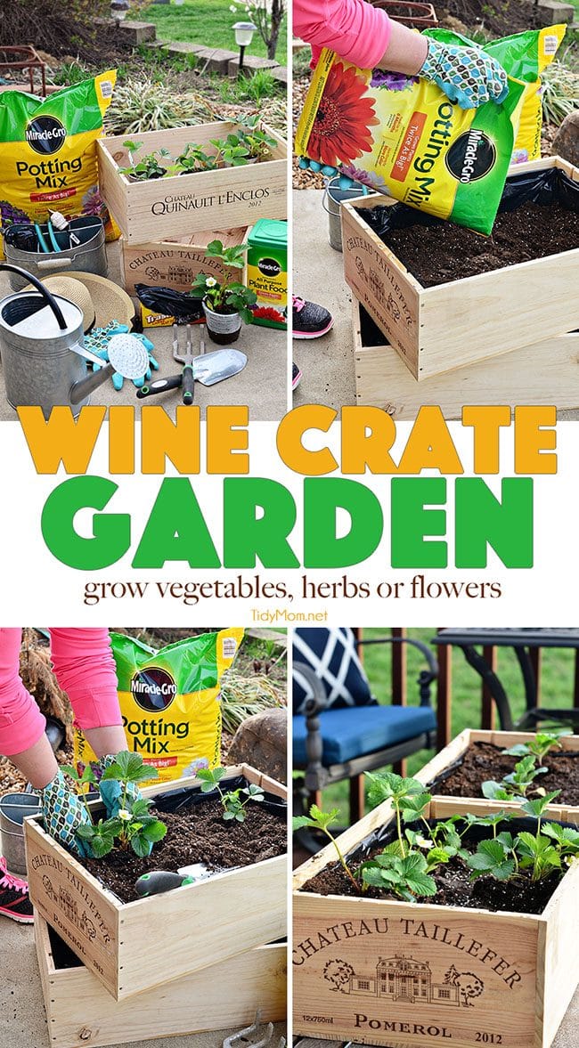 Vegetables, herbs and flowers can thrive in wine boxes—or in other crates. Wine box planters are great for small space gardens. Get step-by-step tutorial for a wine crate garden at TidyMom.net