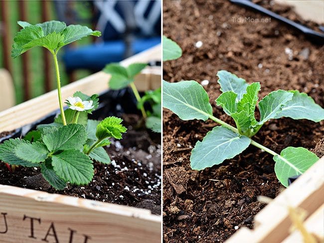 Vegetables, herbs and flowers can thrive in wine boxes—or in other crates. Wine box planters are great for small space gardens. Get step-by-step tutorial for a wine crate garden at TidyMom.net