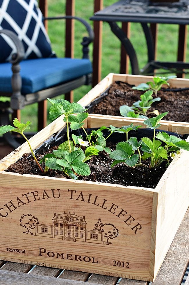 Vegetables, herbs and flowers can thrive in wine boxes—or in other crates. Wine box planters are great for small space gardens. Get step-by-step tutorial for a wine crate garden at TidyMom.net