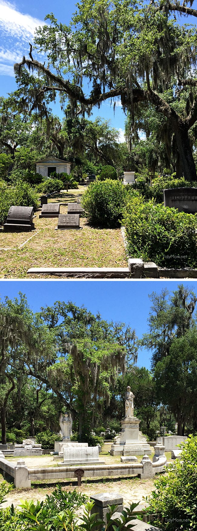 Hauntingly beautiful Bonaventure Cemetery Savannah, Georgia Featured on the cover of Midnight in the Garden of Good and Evil. More Savannah Sightseeing at TidyMom.net