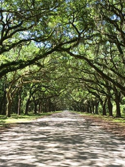 Wormsloe Historic site near Savannah, Georgia. A breathtaking 1.5 mile avenue sheltered by live oaks and Spanish moss. Savannah Sightseeing at TidyMom.net