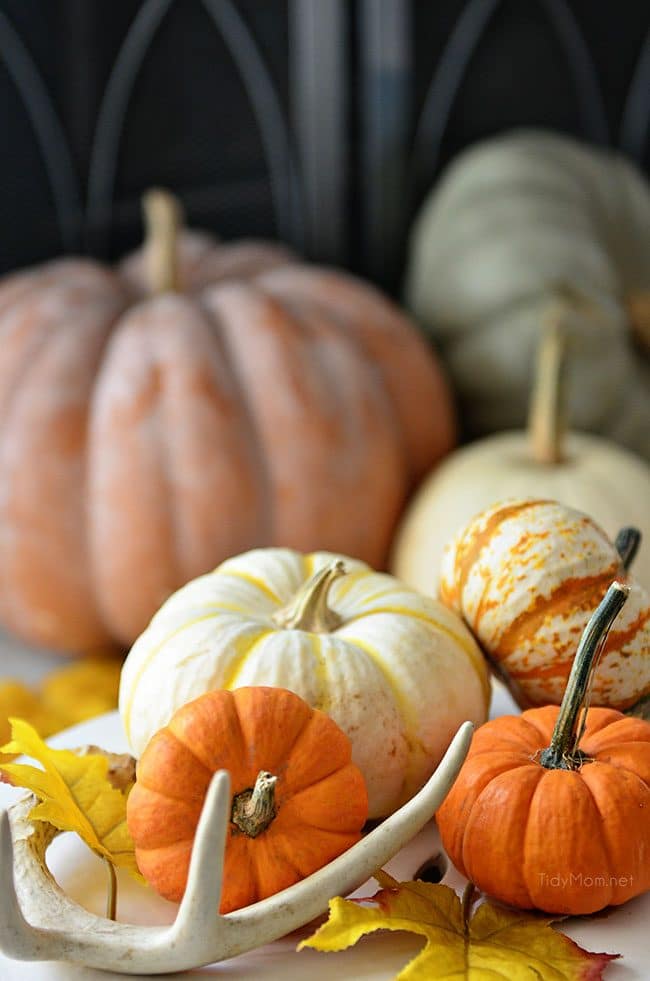 Fall pumpkins and gourds 