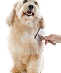 brushing dog