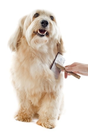 Brush your dog on a regular basis.  Both you and your four-legged friend can start enjoying the many benefits of dog grooming at home when you have the right tools and a few good dog grooming tips. 