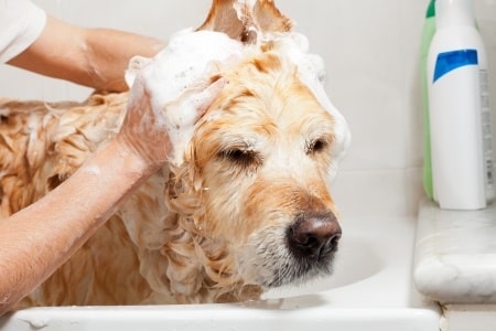 Be sure to use dog shampoo when bathing your pooch. 