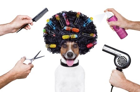 Keep your pooch fresh and fabulous without breaking the bank.  Both you and your four-legged friend can start enjoying the many benefits of dog grooming at home when you have the right tools and a few good dog grooming tips. 