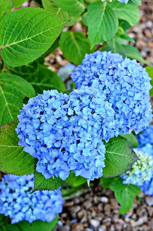 Endless Summer Hydrangeas