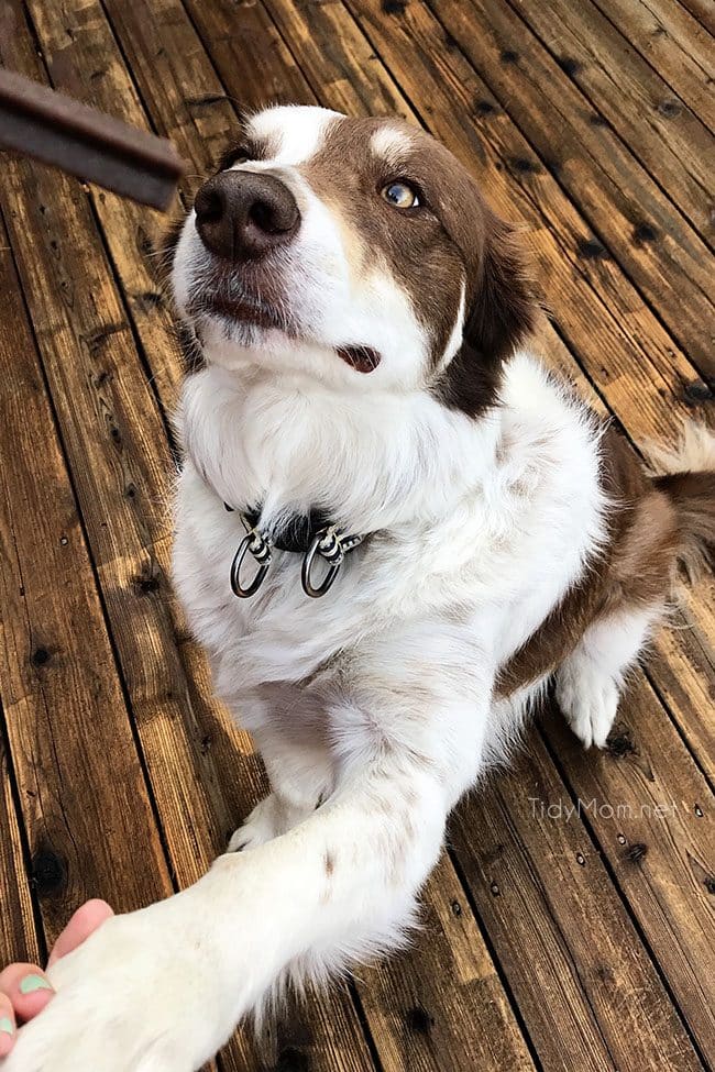 Cute dog waiting for treat after dog grooming at home