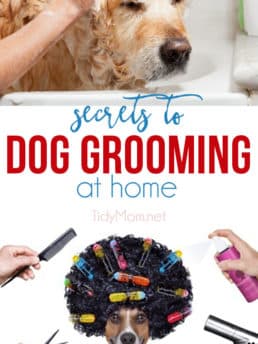 Keep your pooch fresh and fabulous without breaking the bank.  Both you and your four-legged friend can start enjoying the many benefits of dog grooming at home when you have the right tools and a few good dog grooming tips. After all, proper grooming is the key to a healthier, happier dog. For all the SECRETS TO DOG GROOMING AT HOME visit TidyMom.net #dogs #grooming #doggrooming #pets