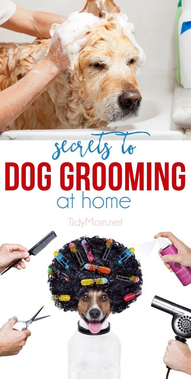 Keep your pooch fresh and fabulous without breaking the bank.  Both you and your four-legged friend can start enjoying the many benefits of dog grooming at home when you have the right tools and a few good dog grooming tips. After all, proper grooming is the key to a healthier, happier dog. For all the SECRETS TO DOG GROOMING AT HOME visit TidyMom.net #dogs #grooming #doggrooming #pets