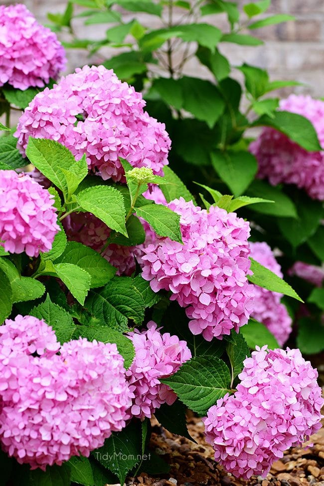 Essential hydrangea care tips to keep your fresh cut hydrangeas looking beautiful longer. You'll be amazed at how long you can make your flowers last! Get the details at TidyMom.net